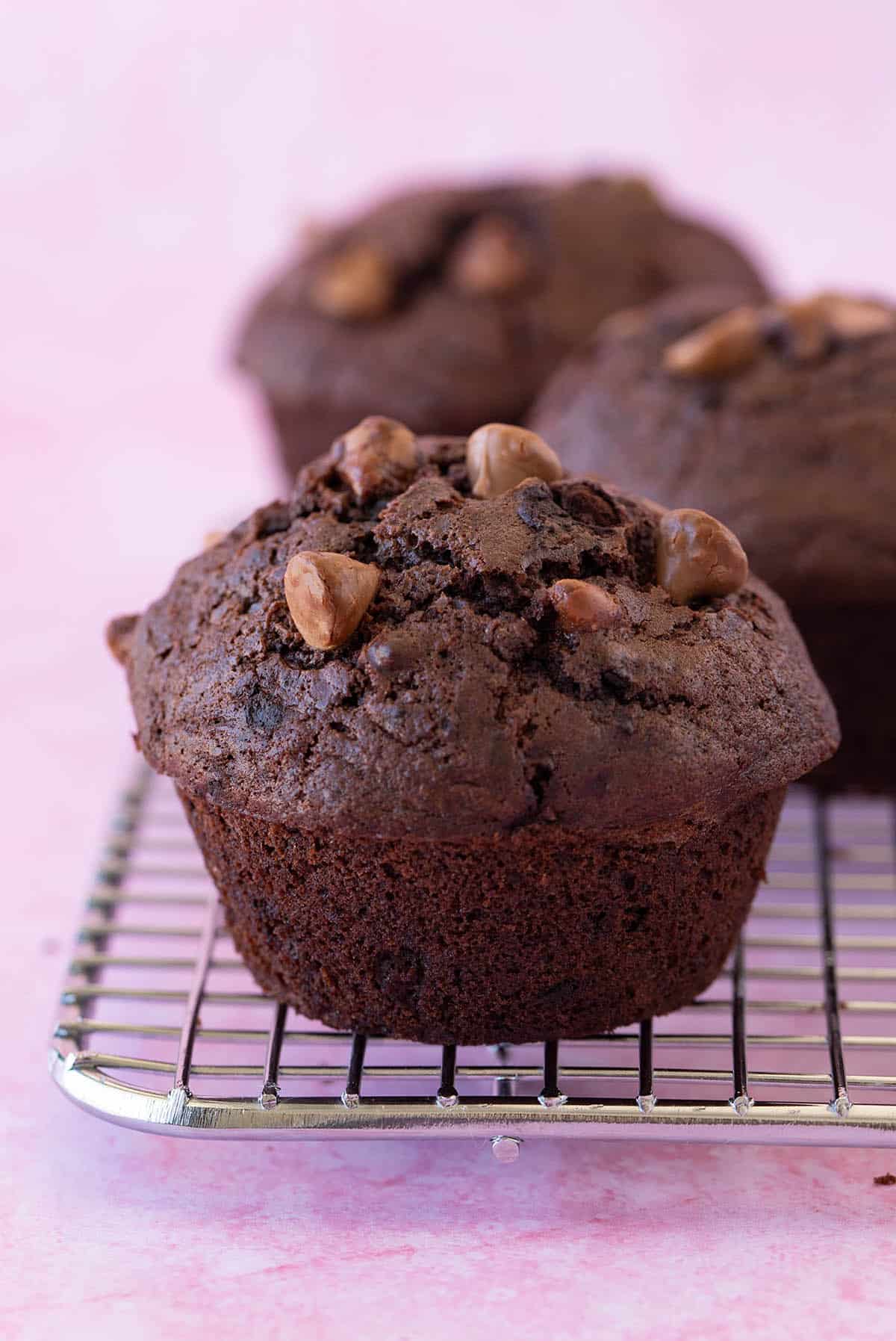 Chocolate Muffin
